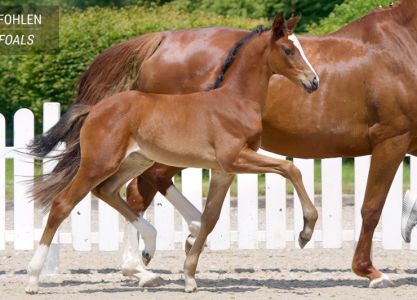 30. Westphalian Online-Auction Foals