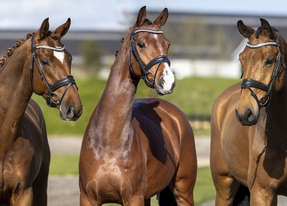 Horse 24 Special Auction Helgstrand Dressage Summer Opening