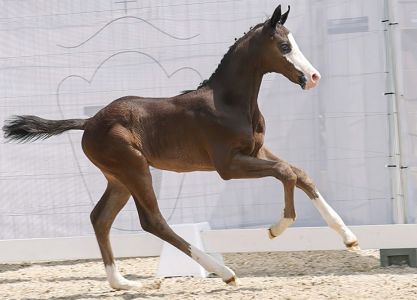 67. Online Auction foals