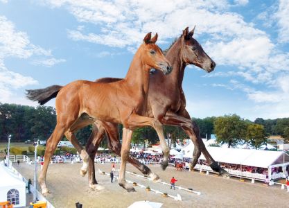 OnLive Foal Auction 