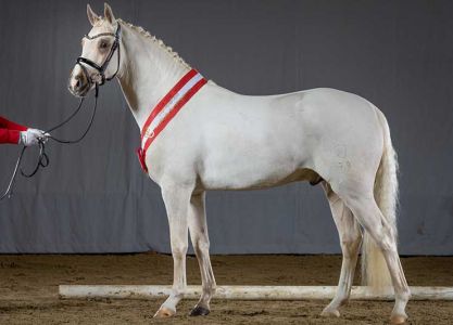 Main licensing small horses-Cosmo Callidus NRW