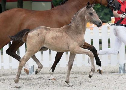 No 1 Pony Foals Ava Gold