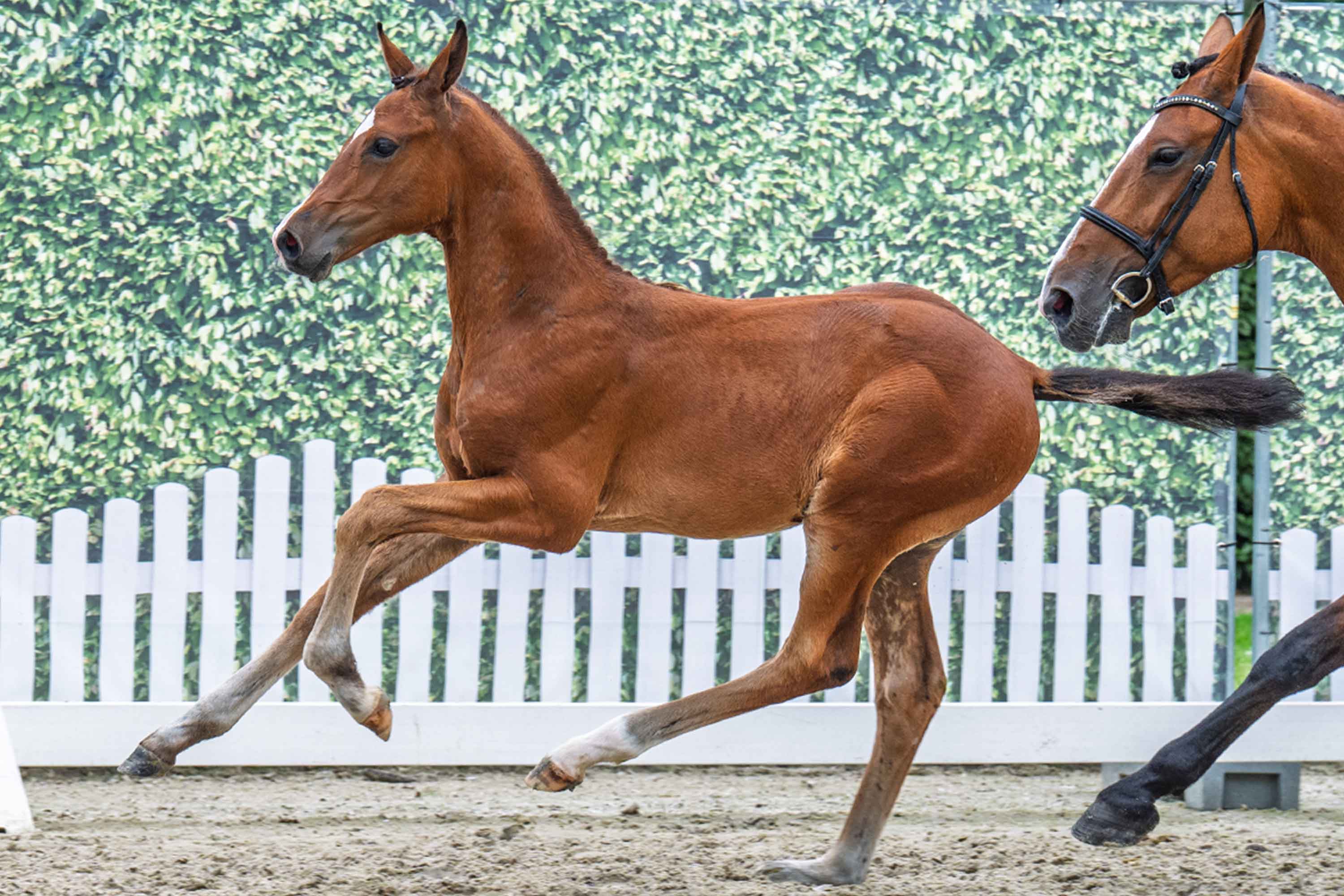Westphalian Horse Stem Book ev |ウェストファリアで興奮したヨーロッパのチャンピオンの血