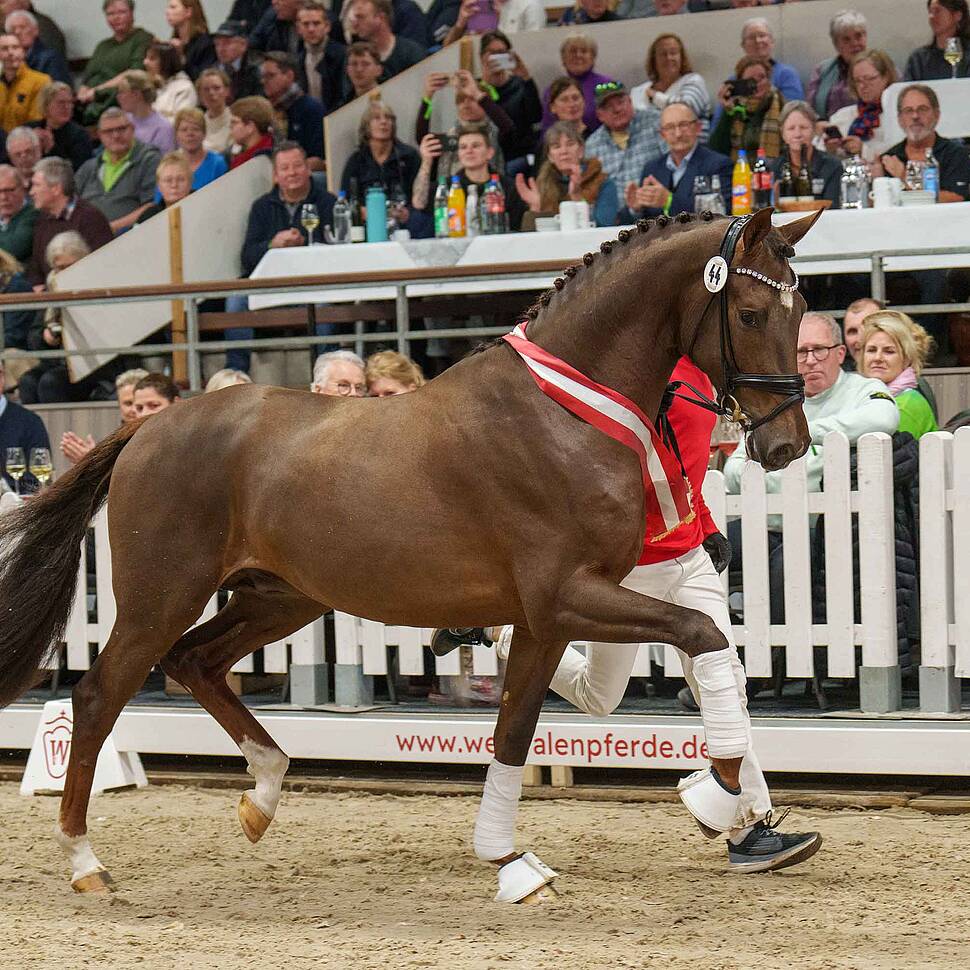 Preisspitze Hengstmarkt Dressur